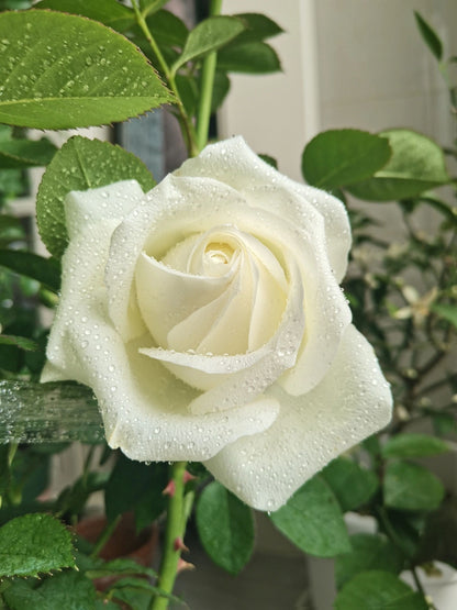 Rose  ’ White Chocolate | 白巧克力 ‘