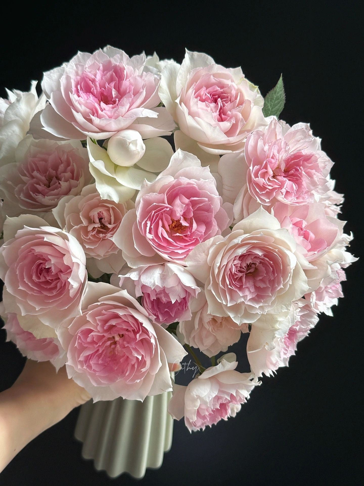 Rose  ‘ Shalimar |シャリマー | 夏莉玛 ’