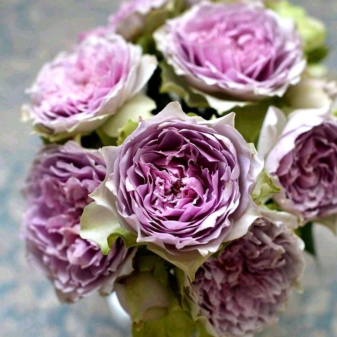 Rose ’ Coffret｜コフレ | 首饰盒 ‘