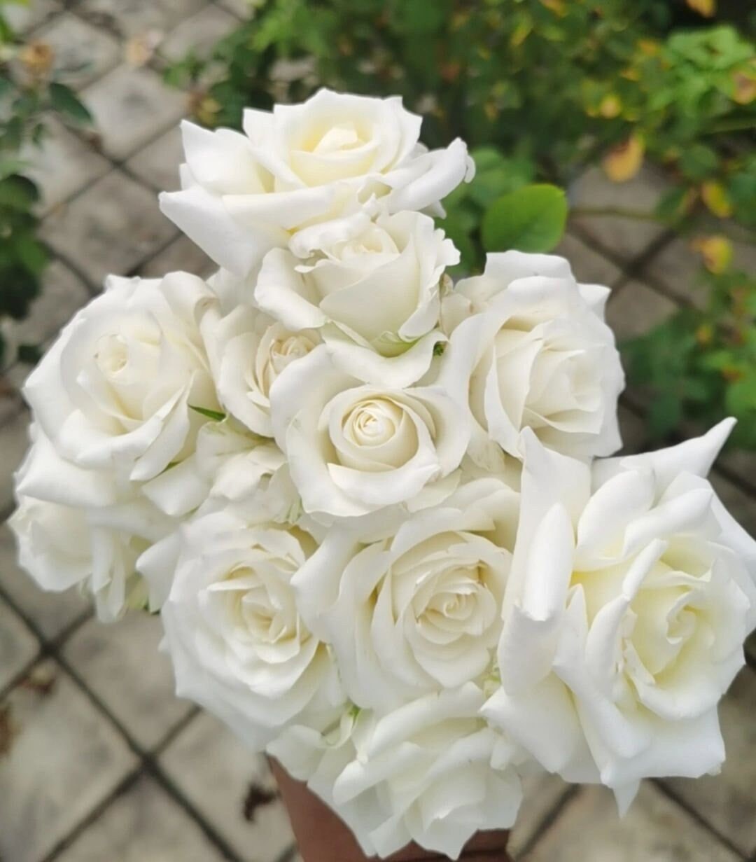 Rose  ’ White Chocolate | 白巧克力 ‘