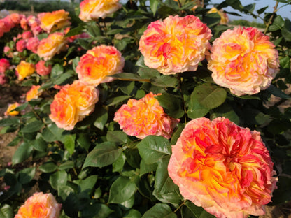 Rose  ’Henri  | アンリ・デルバール | 橘子酱 ｜夏日黄昏 ‘ - Award winning