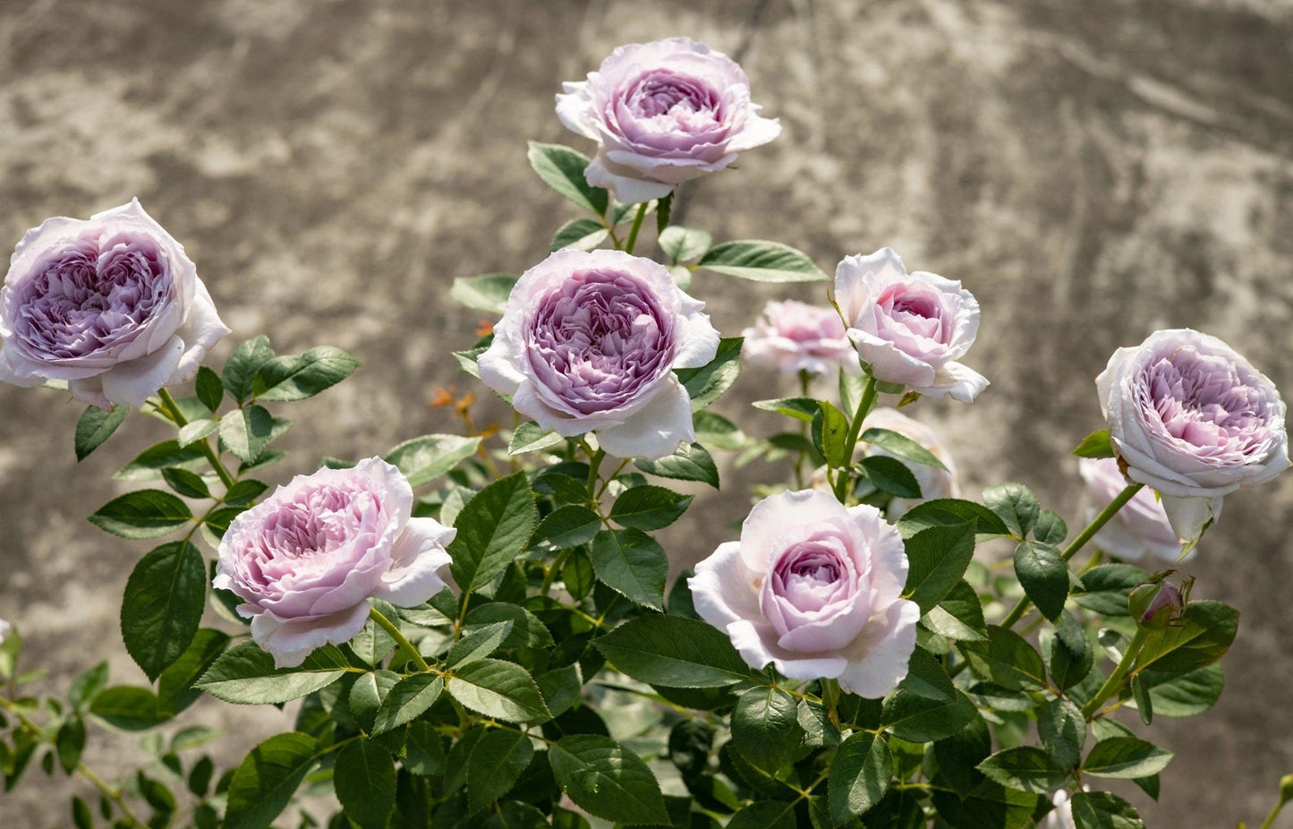 Rose  ’Repartir  |リパルティ―ル｜重生/重启/帕里蒂尔 ‘ - New Varieties 2021