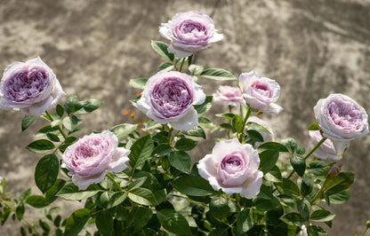 Rose  ’Repartir  |リパルティ―ル｜重生/重启/帕里蒂尔 ‘ - New Varieties 2021
