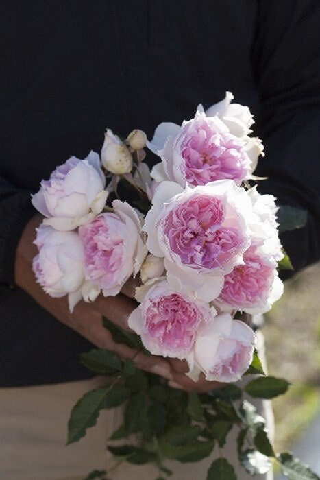 Rose  ‘ Shalimar |シャリマー | 夏莉玛 ’