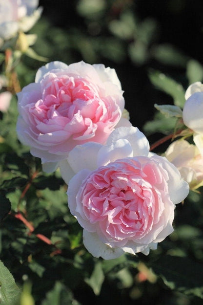 Rose  ‘ Shalimar |シャリマー | 夏莉玛 ’