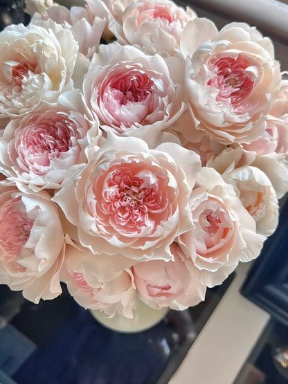 Rose  ‘ Jia Shu| 家书 ’ - New Varieties 2021