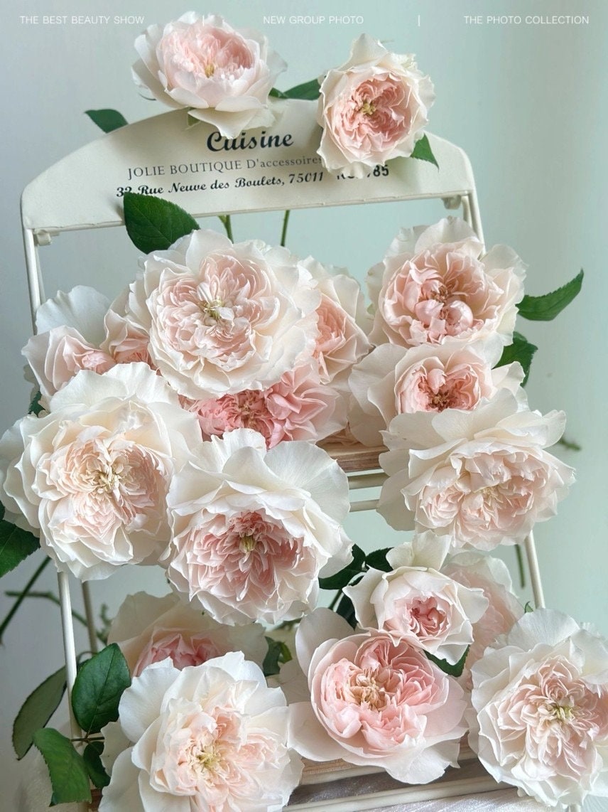 Rose  ‘ Jia Shu| 家书 ’ - New Varieties 2021