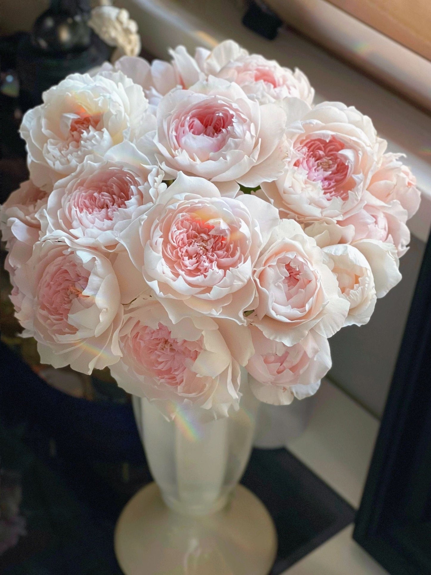 Rose  ‘ Jia Shu| 家书 ’ - New Varieties 2021