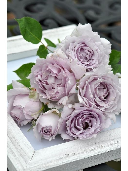 Rose ‘ Lucifer｜ルシファー | 光の天使 | 路西法