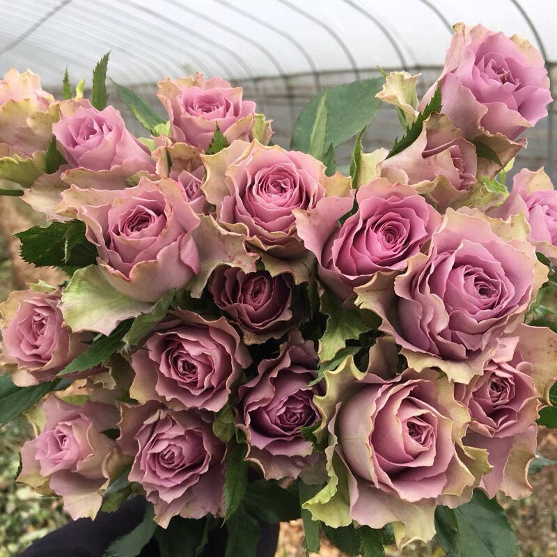 Rare Rose  ‘Nightingale | 紫霞仙子 ’