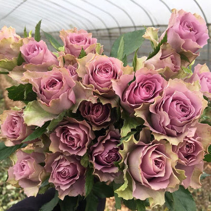 Rare Rose  ‘Nightingale | 紫霞仙子 ’