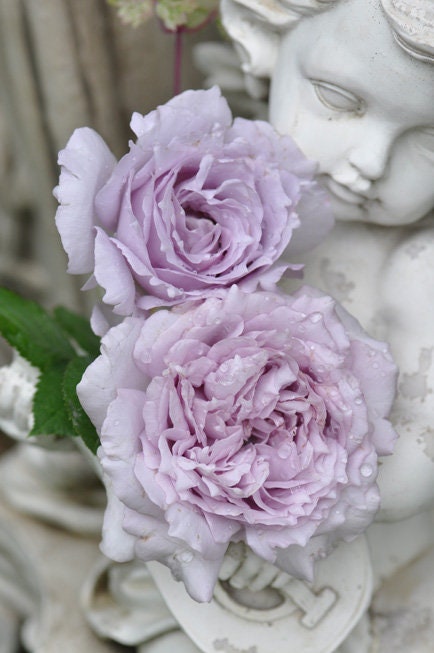 Rose ‘ Lucifer｜ルシファー | 光の天使 | 路西法
