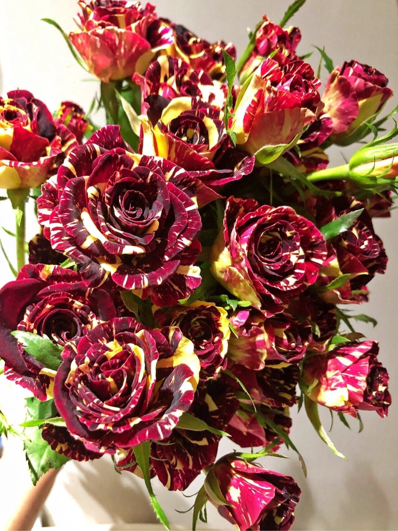 Rose ‘ Abracadabra | 流星雨 泡泡 ’