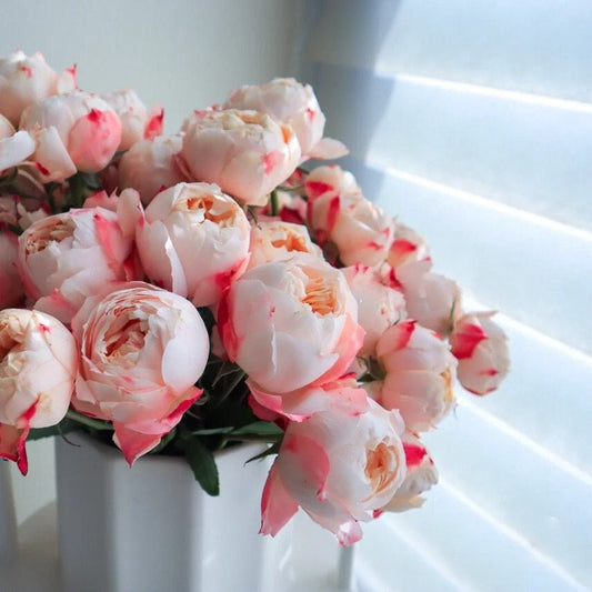 Rose ’ Princess Suki | シャンスポム | 苏琪公主 ‘