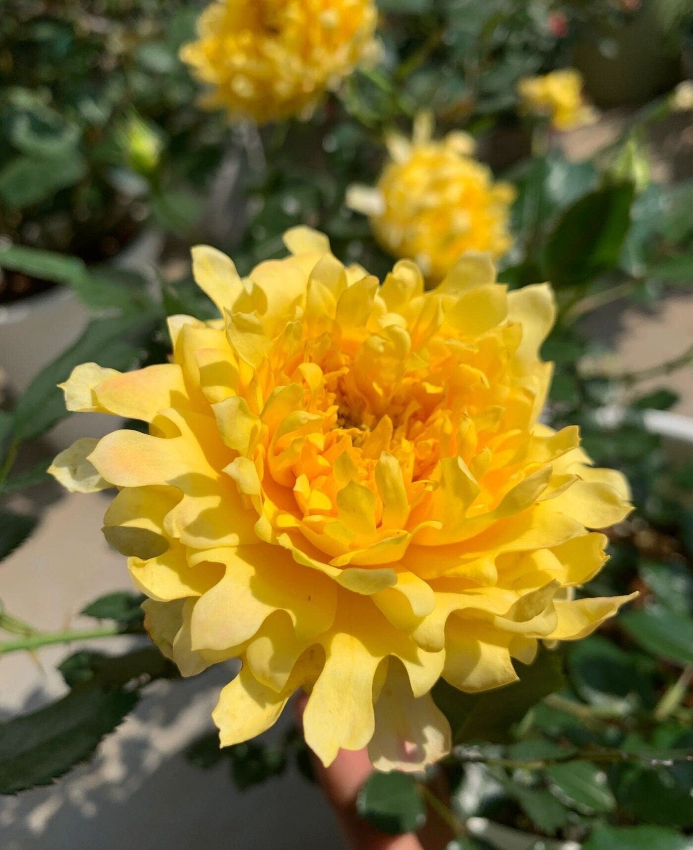 Rare Rose  ‘Fireworks Ruffles  | 花火の波 | 烟花波浪 ’