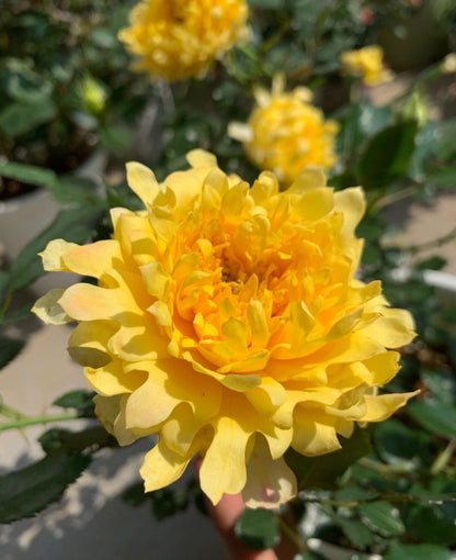 Rare Rose  ‘Fireworks Ruffles  | 花火の波 | 烟花波浪 ’