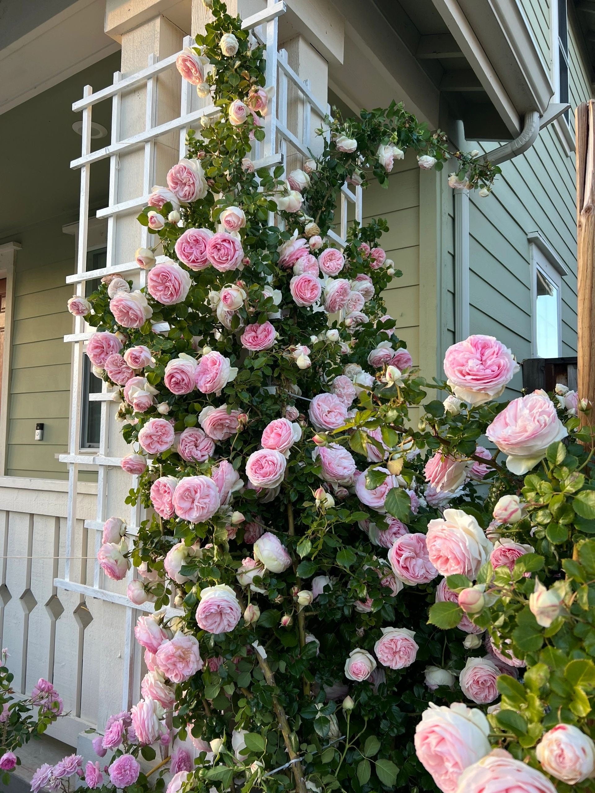 Climbing Rose[ Eden Rose ]- -”world's favourite rose（Pierr de Ronsard ...