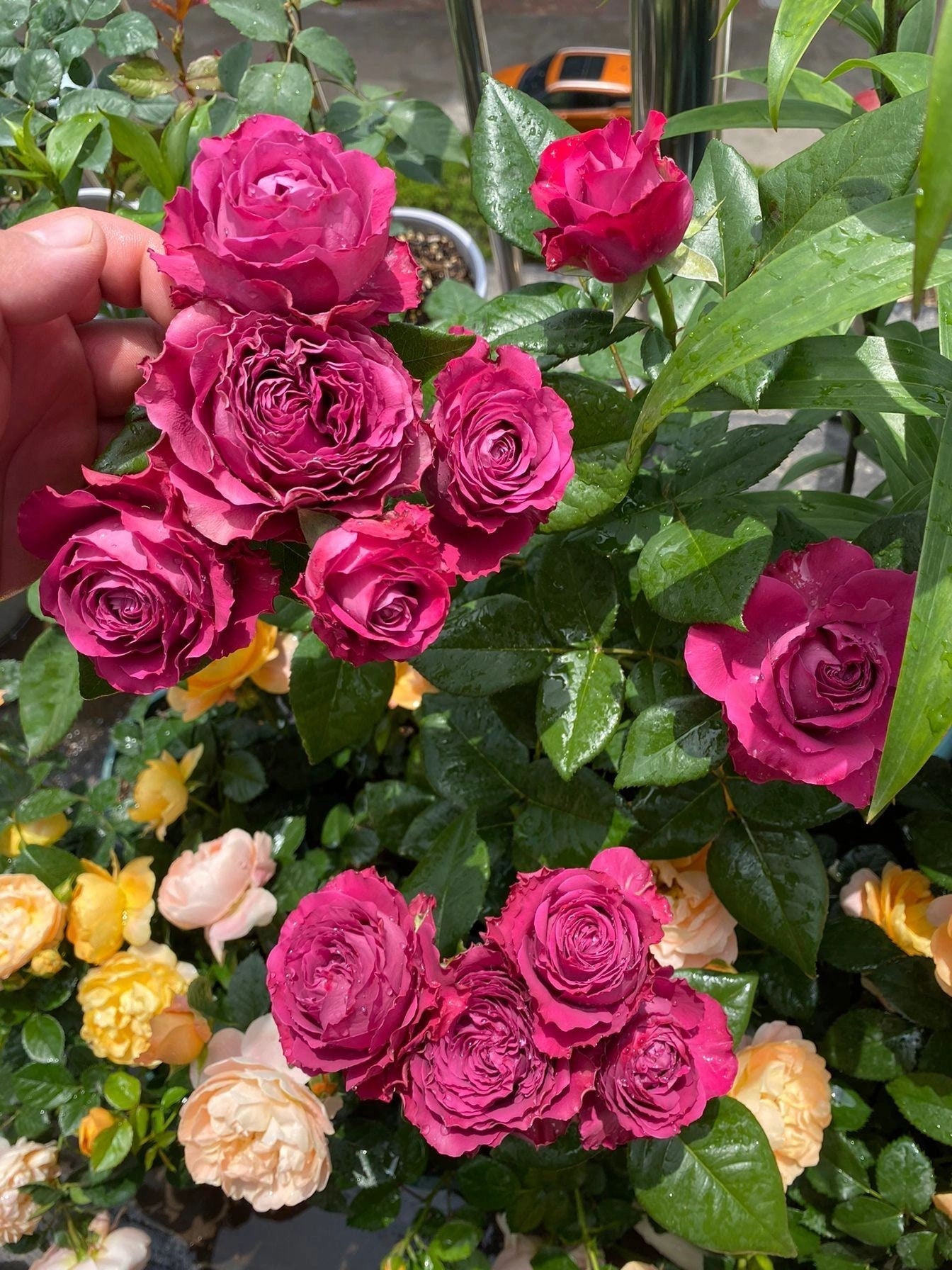 Rose  ' Precious Moments ｜珍贵时刻 '