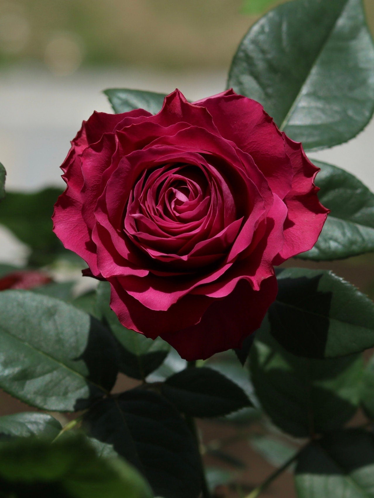Rose  ' Precious Moments ｜珍贵时刻 '