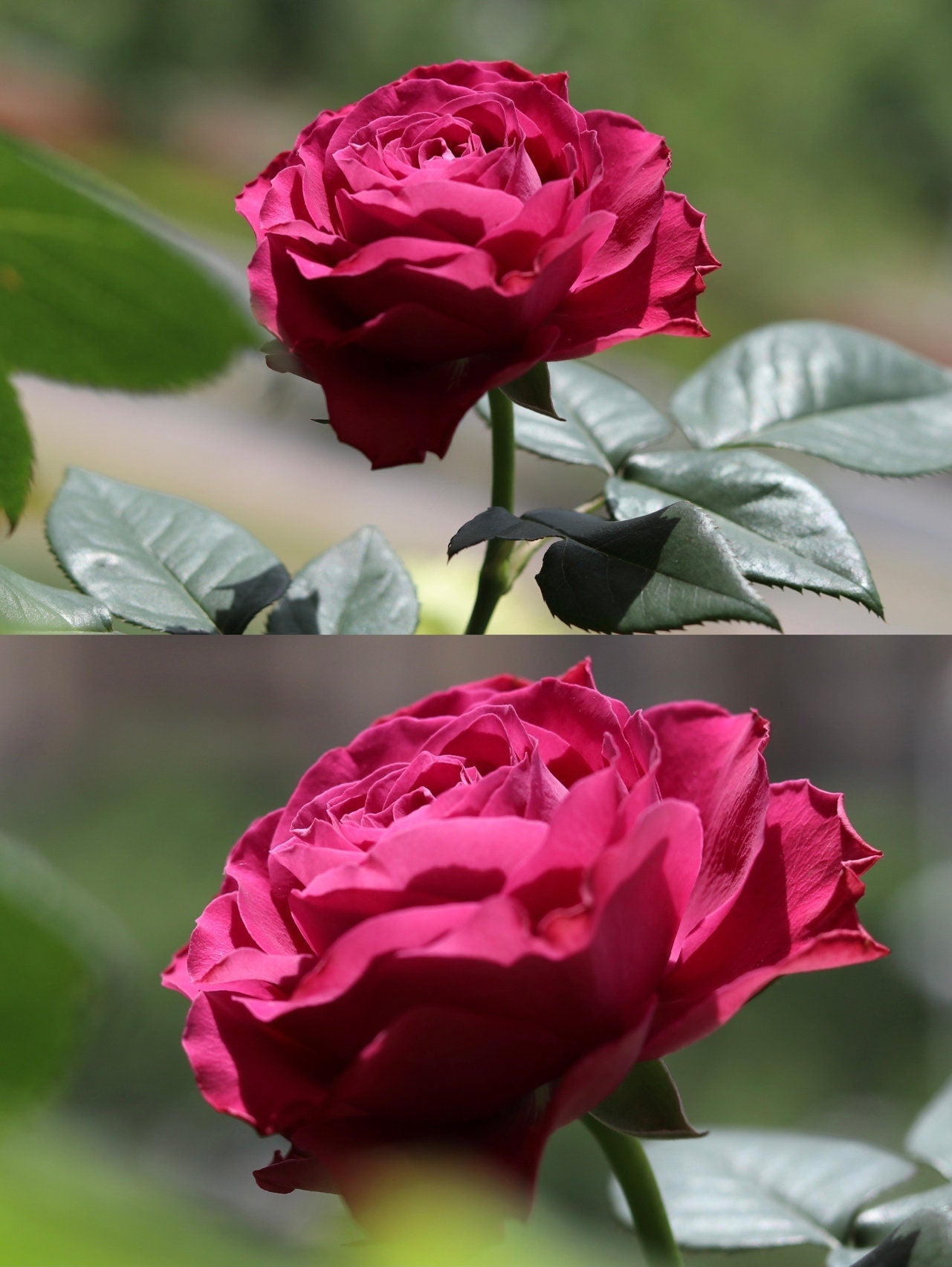 Rose  ' Precious Moments ｜珍贵时刻 '
