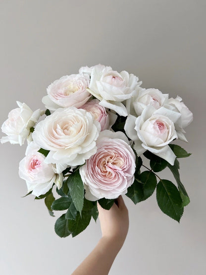 Rose ’Lapin  | ラパン | 小兔子‘