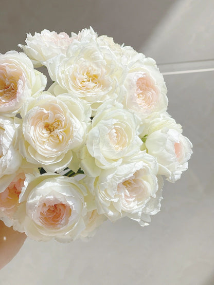 Rose ’Lapin  | ラパン | 小兔子‘