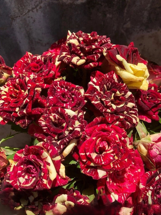 Rose ‘ Abracadabra | 流星雨 泡泡 ’