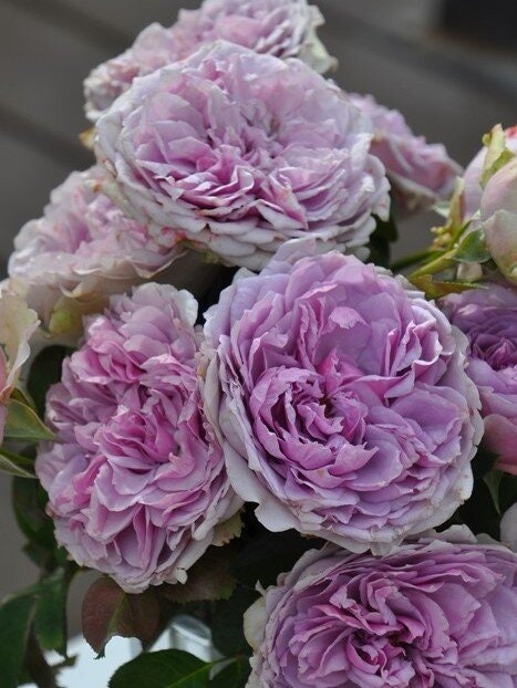 Rose ’ Coffret｜コフレ | 首饰盒 ‘