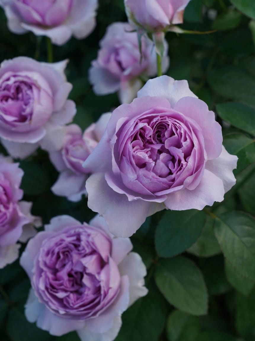 Rose ’ Lilas | リラ  | 丽拉  - New Varieties 2021