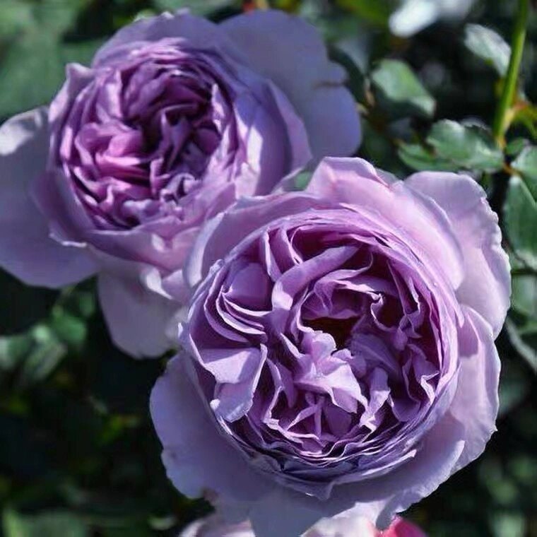 Rose ’ Lilas | リラ  | 丽拉  - New Varieties 2021