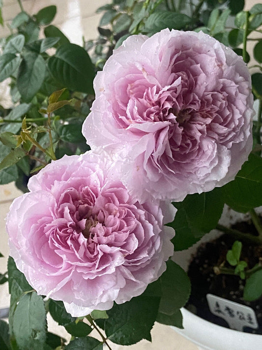 Rose  ’Repartir  |リパルティ―ル｜重生/重启/帕里蒂尔 ‘ - New Varieties 2021