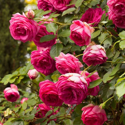 Climbing Rose  ‘Pretty in pink eden | つるバラ | 深粉龙沙宝石 ’