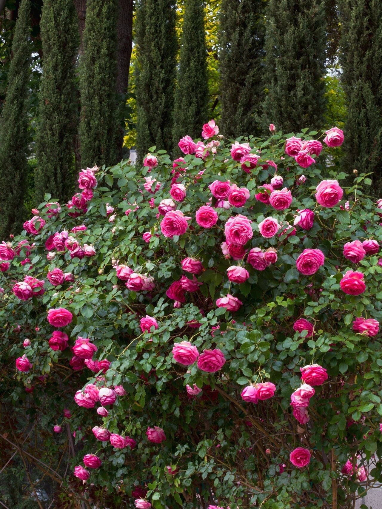 Climbing Rose  ‘Pretty in pink eden | つるバラ | 深粉龙沙宝石 ’