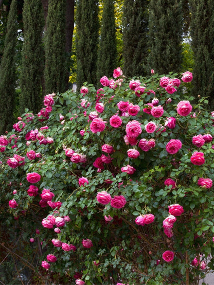 Climbing Rose  ‘Pretty in pink eden | つるバラ | 深粉龙沙宝石 ’