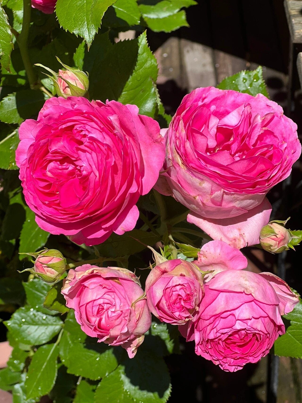 Climbing Rose 'Pretty in pink eden | つるバラ | 深粉龙沙宝石