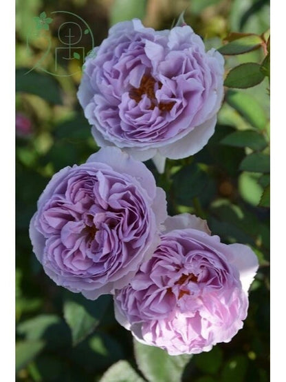 Rose ’ Lilas | リラ  | 丽拉  - New Varieties 2021
