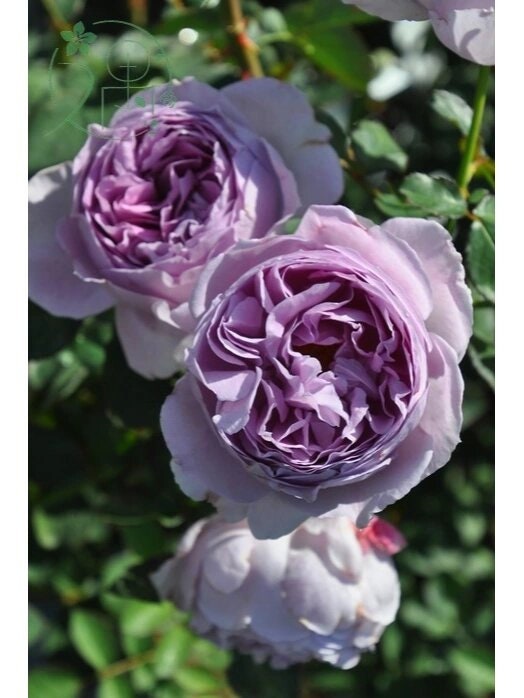 Rose ’ Lilas | リラ  | 丽拉  - New Varieties 2021