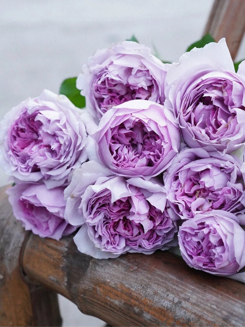Rose ’ Lilas | リラ  | 丽拉  - New Varieties 2021