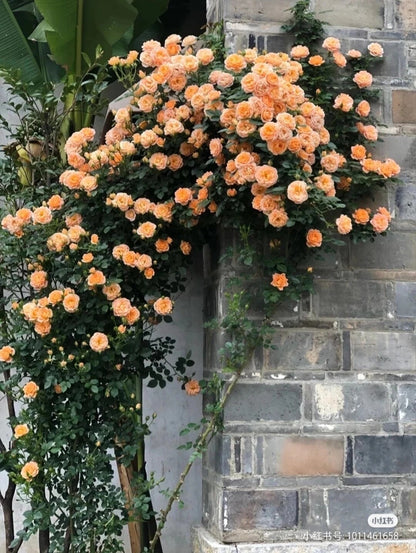 Climbing Rose ‘ Apricot Sweet Dream | 甜梦 ’ -Award-winning variety