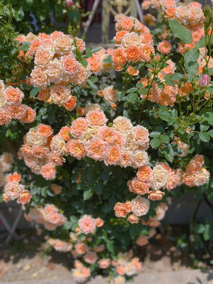 Climbing Rose ‘ Apricot Sweet Dream | 甜梦 ’ -Award-winning variety