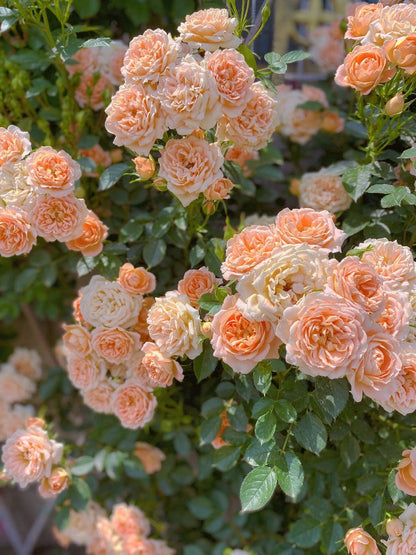 Climbing Rose ‘ Apricot Sweet Dream | 甜梦 ’ -Award-winning variety