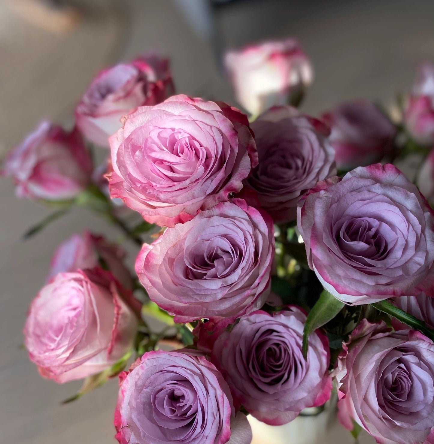 Rare Rose  ’Glamorous | 气场‘  - New Variety