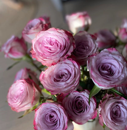 Rare Rose  ’Glamorous | 气场‘  - New Variety