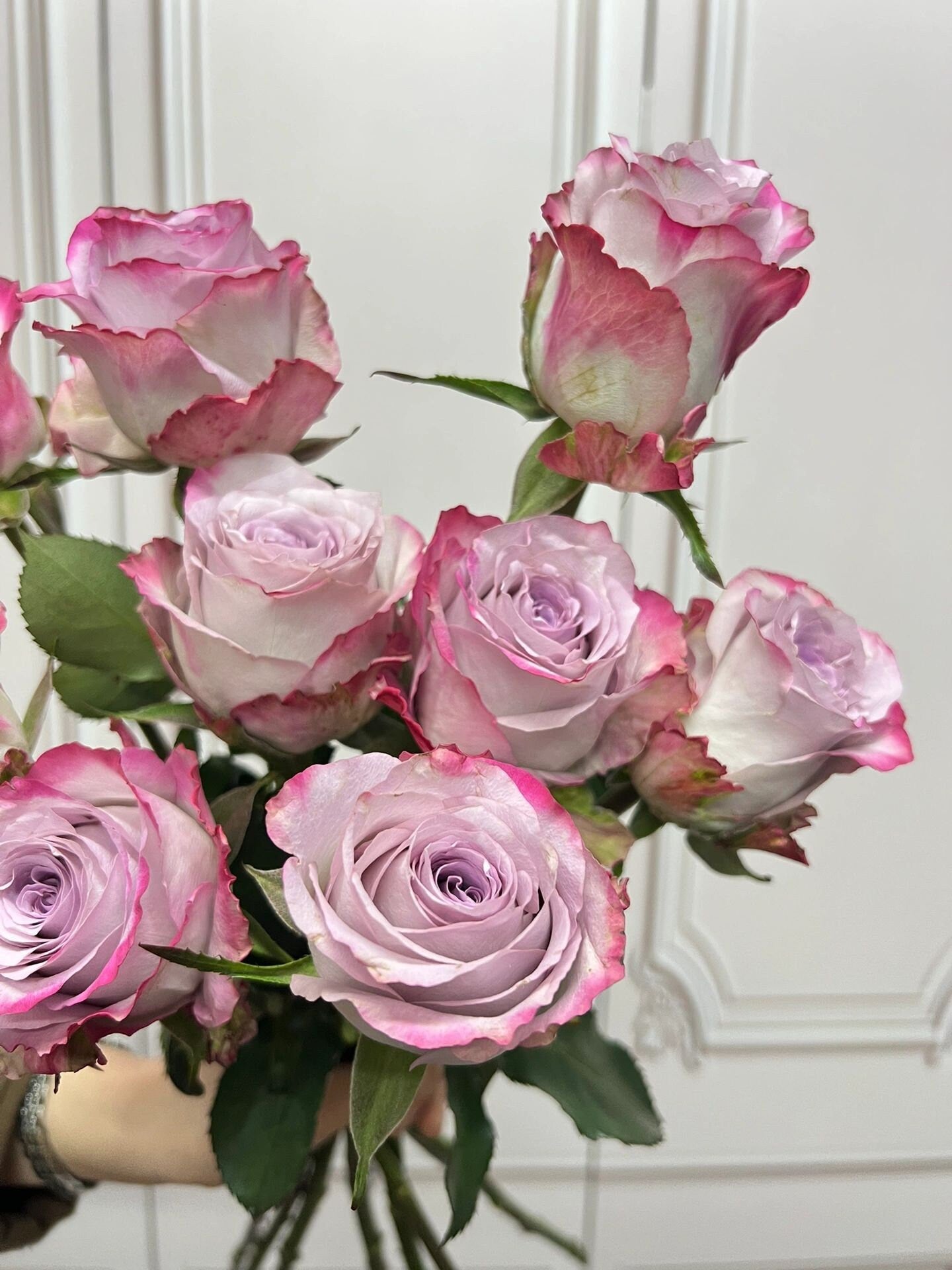 Rare Rose  ’Glamorous | 气场‘  - New Variety