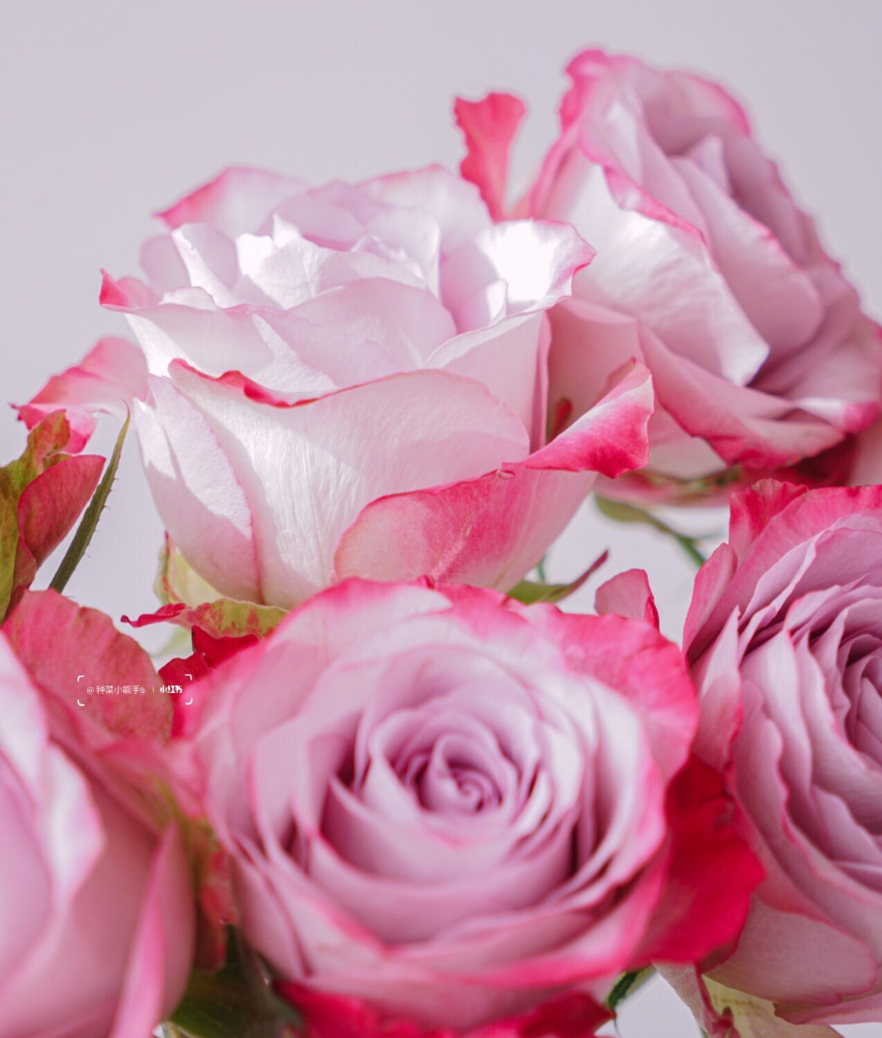 Rare Rose  ’Glamorous | 气场‘  - New Variety