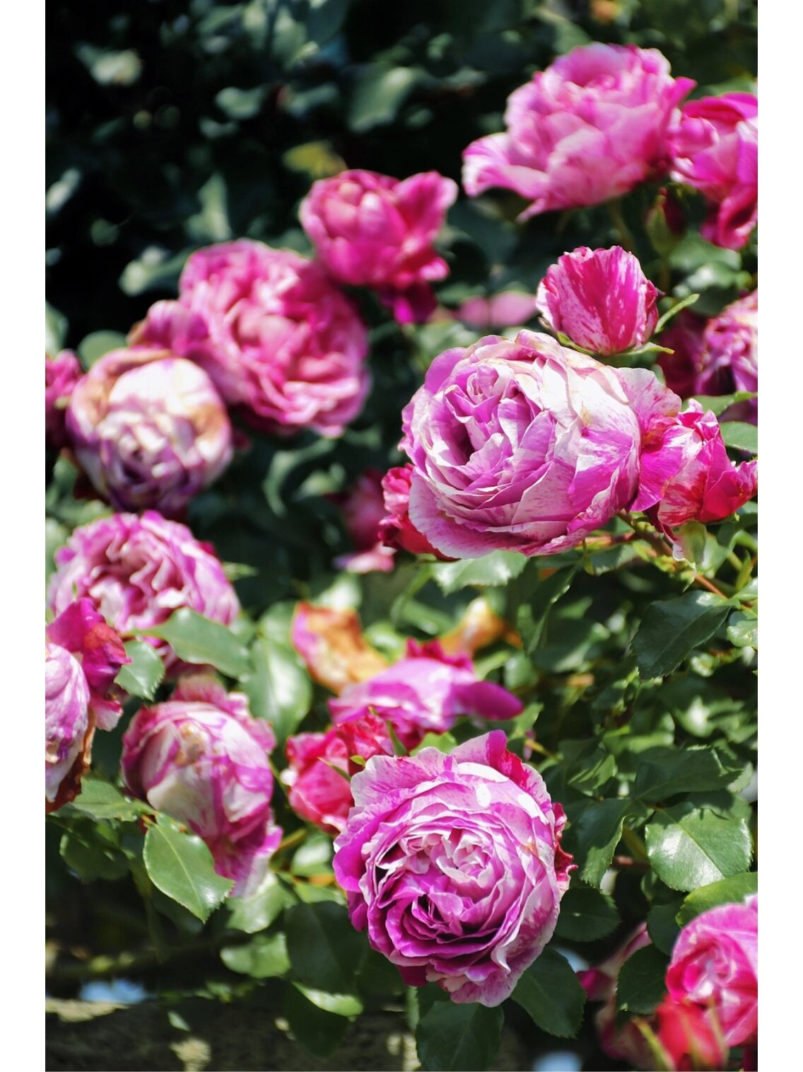Striped Rose ’ Ines Sastre ｜伊蕾莎斯特 ‘