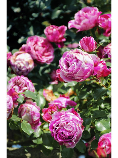 Striped Rose ’ Ines Sastre ｜伊蕾莎斯特 ‘