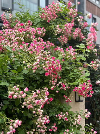 Climbing Rose  ' Rouge |ルージュ |  胭脂扣 ' - Award-winning