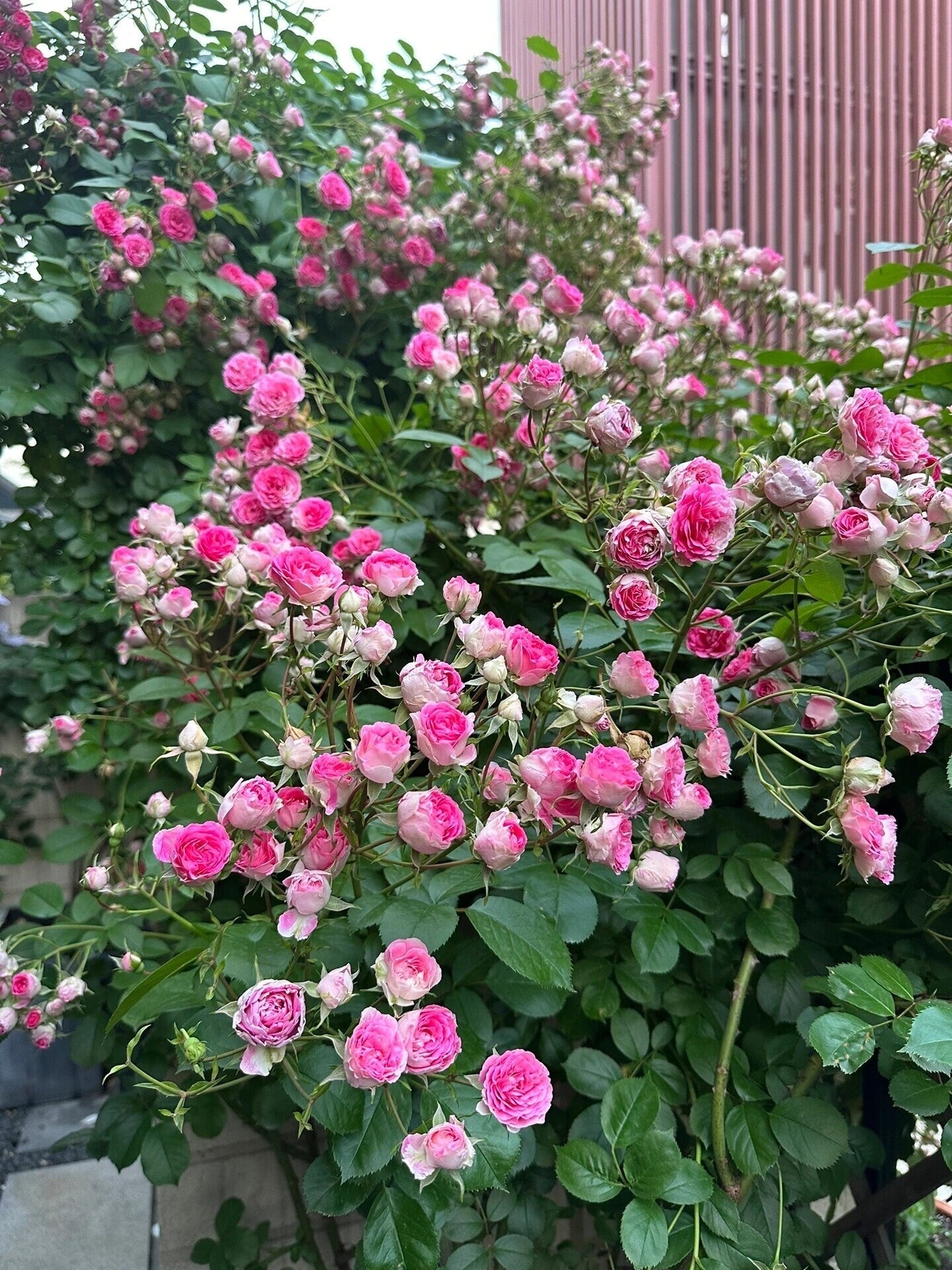 Climbing Rose  ' Rouge |ルージュ |  胭脂扣 ' - Award-winning