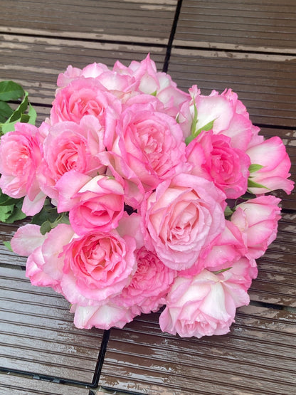 Rose  ’Rien Rose | リアン・ローズ| 絆 | 河本绊 ‘